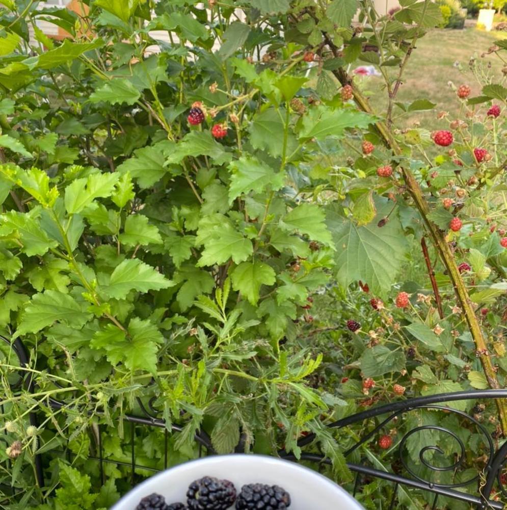 Meet your Posher, Serena